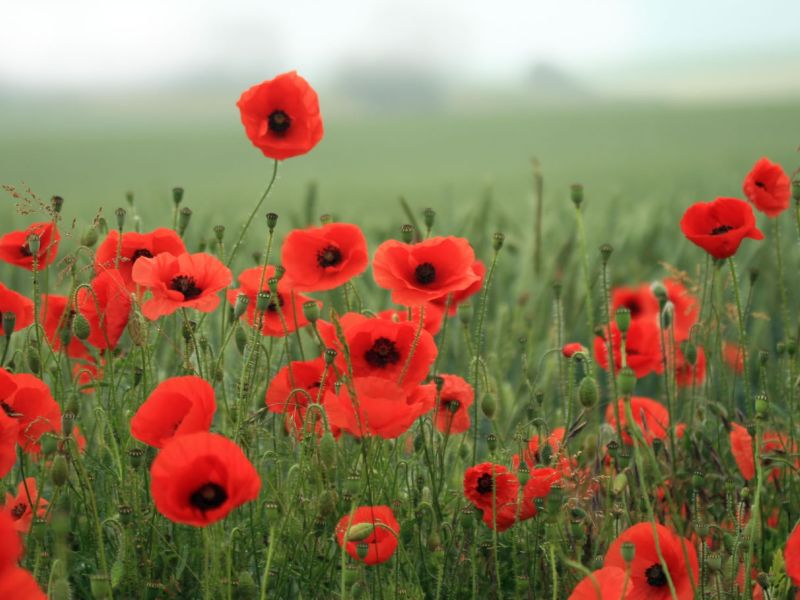 Remembrance Sunday