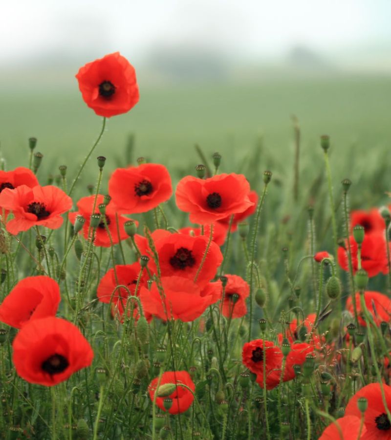 Remembrance Sunday